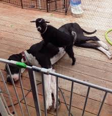Our Great Dane Clem and her baby goat Heidi.❤️