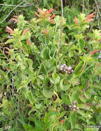 Image result for Dicliptera sp. C