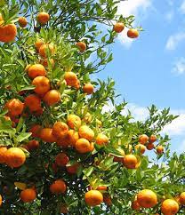 When you plant a tree in israel, you are connecting yourself personally to the land as it says he is like a tree planted beside streams of water, which yields its fruit in. Israel Fruit Trees United With Israel