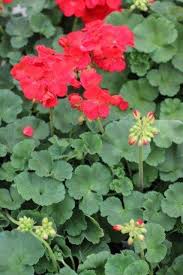 Image result for Pelargonium apetalum