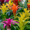 Piante da interno le piante e i fiori sono perfetti per decorare e completare l'arredamento della propria abitazione e offrono molte soluzioni diverse creare un giardino. 1