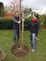 Obstbaume Pflanzen Die Besten Tipps Obstbaume Pflanzen Pflanzen Garten Pflanzen