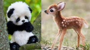 Cute Baby Animals Baby Animals Cute Baby Animals Cute Baby Turtles