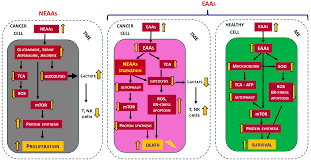 Amino Acids Supplementation in Cancer: What Do We Feed, the Patient or the  Tumor?