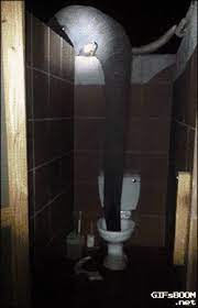 Elephant In The Bathroom