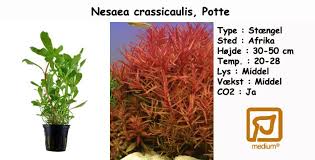 Image result for Nesaea crassicaulis