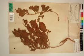 Image result for Kalaharia uncinata