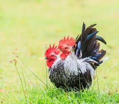 Check spelling or type a new query. Japanese Bantam Chicken Hatcheries And Breeders The Featherbrain