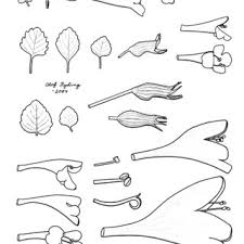 Image result for Clinopodium uhligii