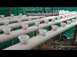 Pilih Mana Hidroponik System Dft Atau Nft Youtube Di 2021 Hidroponik Kebun Sayur Tanaman