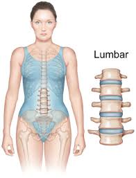The latissimus dorsi originates from the lower part of the back, where it covers a wide area. Anatomy Of The Spine Redlands Loma Linda Highland Bones And Spine Surgery Inc