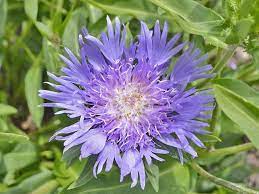 Stokesia Laevis Blue Danube Stoke S Aster Stokesia Stokes Aster Perennials Variegated Plants Deer Resistant Plants Plants