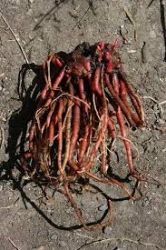 Image result for Impatiens gomphophylla