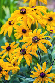See full list on wikihow.com How To Grow Black Eyed Susan Flowers Gardener S Path