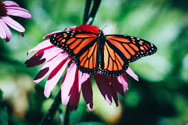 Since it's currently spring time when writing this, you may be wondering please note that many of the flowers mentioned may also attract hummingbirds, bees, and moths. Close Up Photography Of Monarch Butterfly On Red Flower 1895986 Stock Photo At Vecteezy
