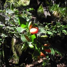 Image result for Carissa bispinosa