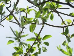 Image result for Ficus fischeri