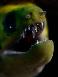 Eeeeek He Looks Scary Fierce Looking Moray Eel Peering Out His Dark Hole Moray Eel Marine Life Ocean Dwellers
