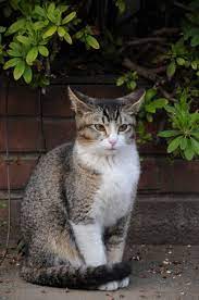 White Tabby Cat Google Search White Tabby Cat Tabby Cat Cats