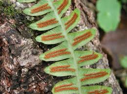 Image result for Blechnaceae