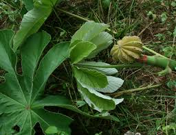 Image result for Cecropia
