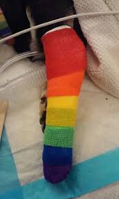 Rainbow Bandage Art Vet Tech Vets Vet Clinics