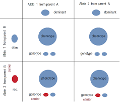 Females have two x chromosomes; Hereditary Carrier Wikipedia