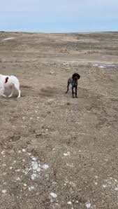 Maybe you would like to learn more about one of these? Dd Kennels Home Facebook