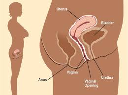 Image result for female sex organ