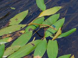 Image result for Potamogeton nodosus