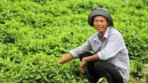 Nông dân Vĩnh Long trở thành đại gia nhờ thứ rau thơm ngát, tốt um ...