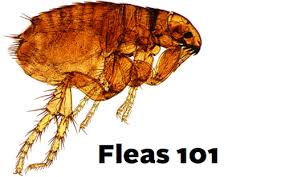 State of arkansas and the county seat of faulkner county, located in the state's most populous metropolitan statistical area, central arkansas. Fleas 101 Flea Tips And Treatment In Central Arkansas