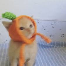 Kitty In Carrot Top Hat Orange Kittens Tabby Kitten Orange Orange Tabby Kitten