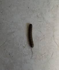 Check spelling or type a new query. Black Worms Found On Kitchen Floor Are Cutworms All About Worms