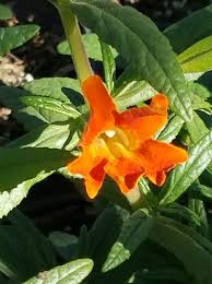 Image result for Mimulus