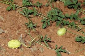 Image result for Cucumis anguria