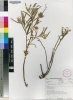 Image result for Triumfetta welwitschii