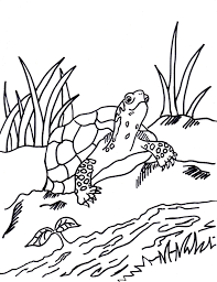 But all of that fun can quic. Box Turtle Coloring Page Art Starts
