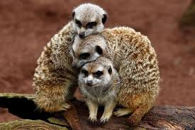 Http I Huffpost Com Gen 1089795 Thumbs O Cute Meerkats Meerkat Photos Facebook Jpg Animal Photo Meerkat Cute Animals