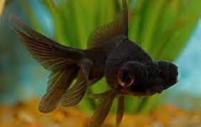 We did not find results for: Black Moor Goldfish Goldfish Carassius Auratus Tank Facts