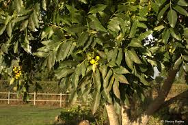 Image result for Vepris bachmannii