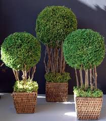 Pin Von Matrixcomercial Automotivo Auf Topiary Buchsbaum Garten Coole Pflanzen Garten Deko