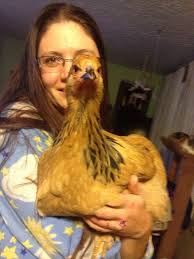 2 of my favorites. Buff and D'Uccle. The sweetest babes. Nugget and  Waffles.