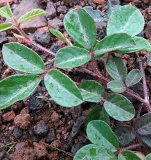 Image result for Desmodium incanum