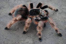 Also there is a molting time lapse. Nhandu Coloratovillosus Female Arachnoboards