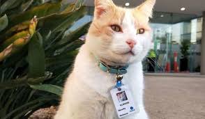 Hospital Hires Cat As Security Guard And Even Gives Him A Staff Id Badge In 2020 Cat Lovers Cats Id Badge
