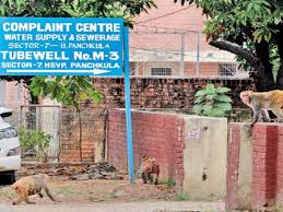 116, ground floor, hsvp complex, sec.12, faridabad. Monkey Raids On Panchkula Sector 7 Unstoppable Chandigarh News Times Of India