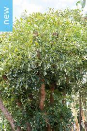 Image result for Cussonia sessilis