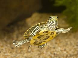 How to tell the difference between a male and female red eared slider red eared slider red eared slider turtle slider turtle. Determining The Gender Of A Turtle