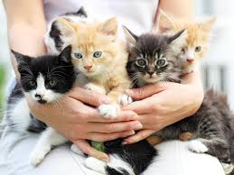 Count the cats quiz answers. 45 Cat Breeds With The Friendliest Personalities Familyminded